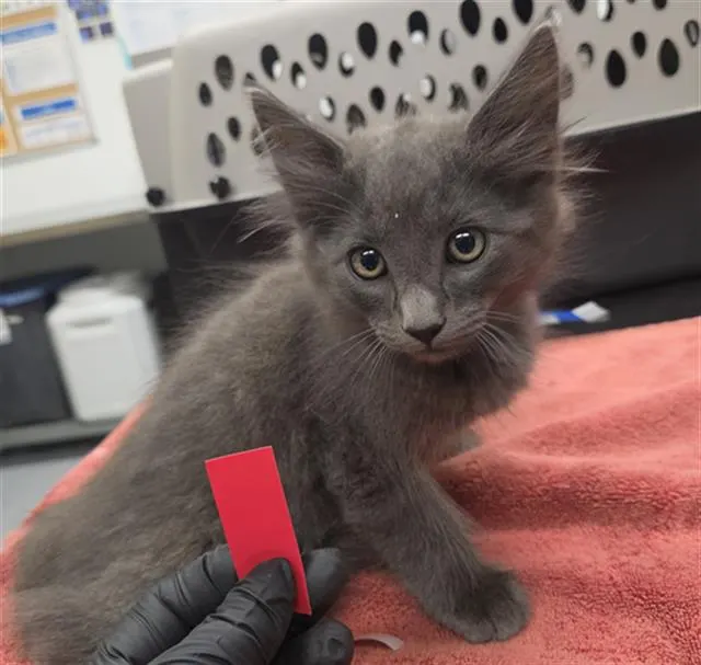 Adoptable Cat