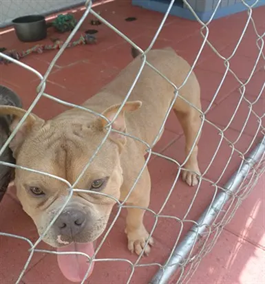 Adoptable Dog