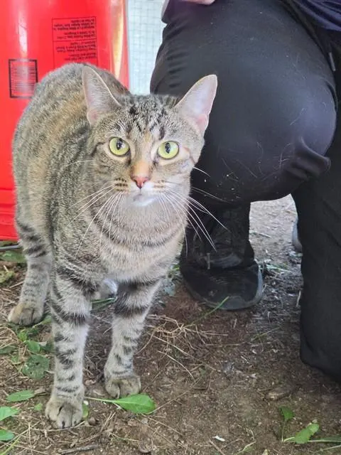 Catamari