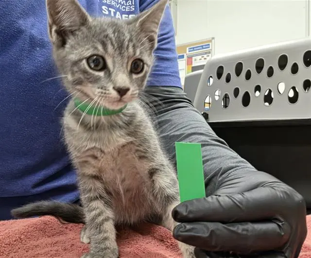 Adoptable Cat
