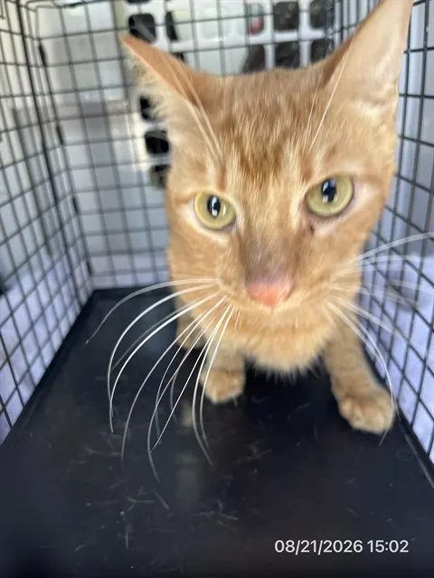 Adoptable Cat