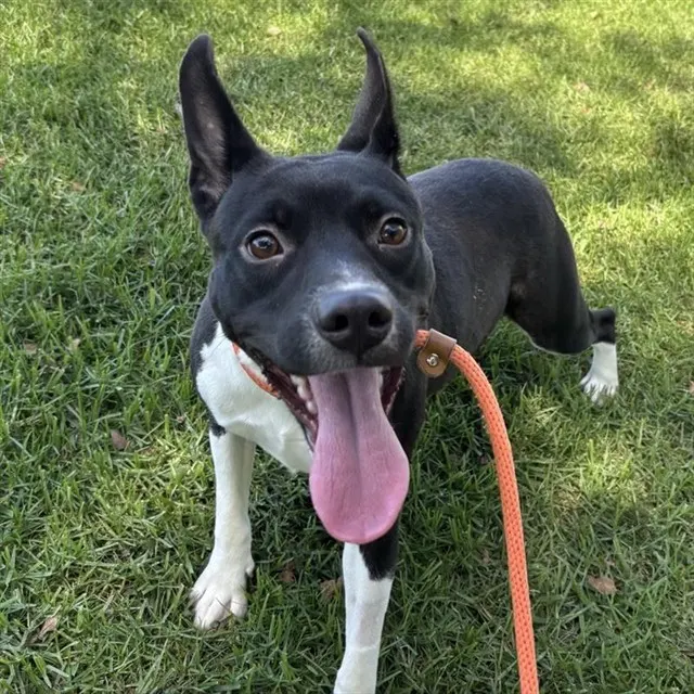 Mia