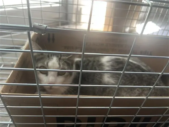 Adoptable Cat