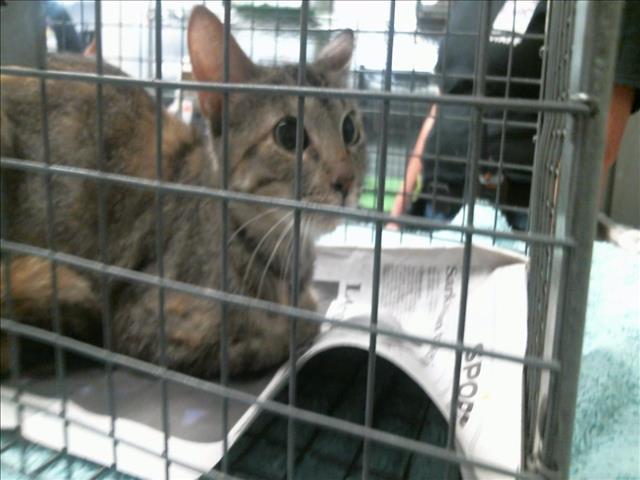 Adoptable Cat