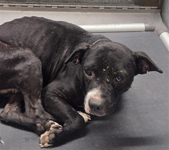 Adoptable Dog