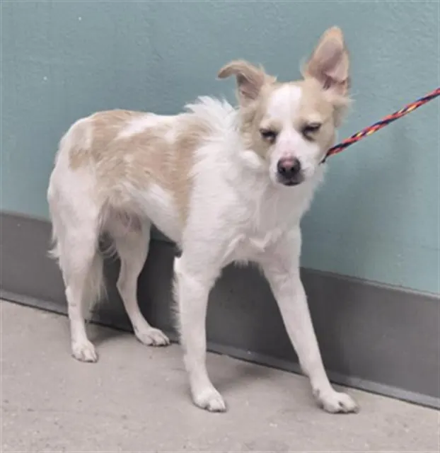 Adoptable Dog