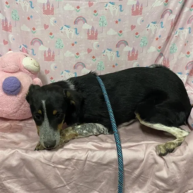Adoptable Dog