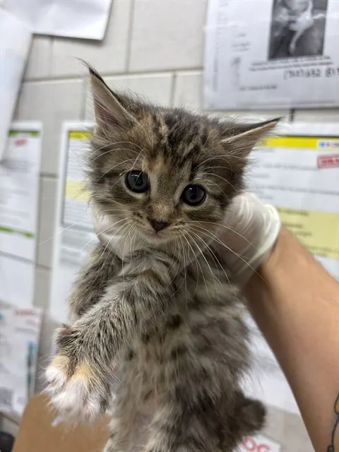 Adoptable Cat