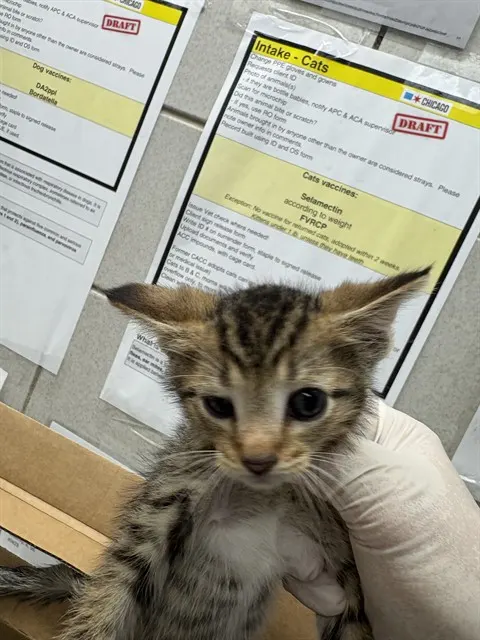 Adoptable Cat