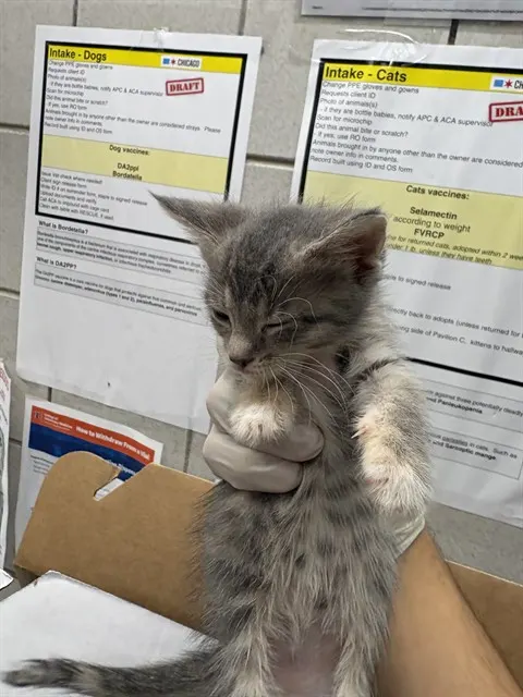 Adoptable Cat