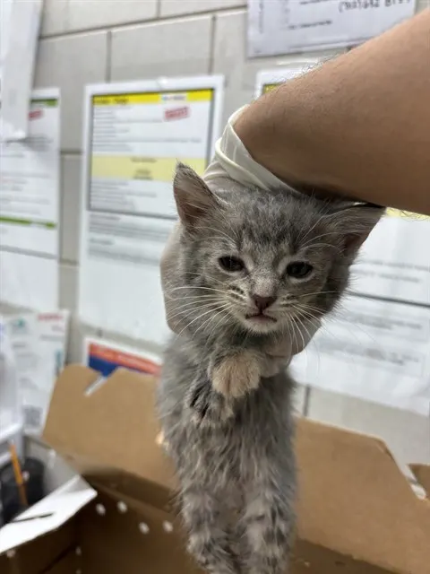 Adoptable Cat