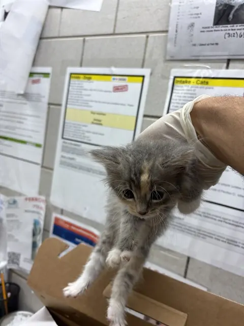 Adoptable Cat