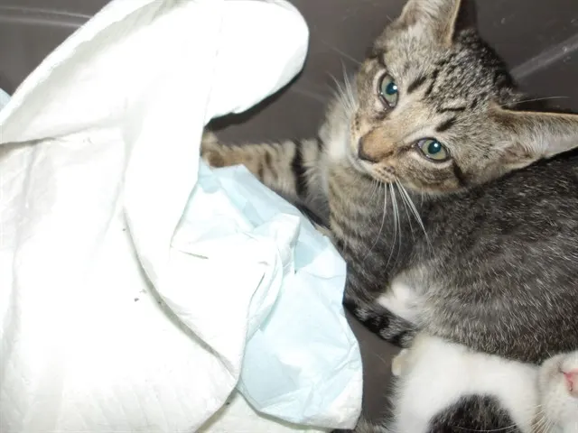 Adoptable Cat