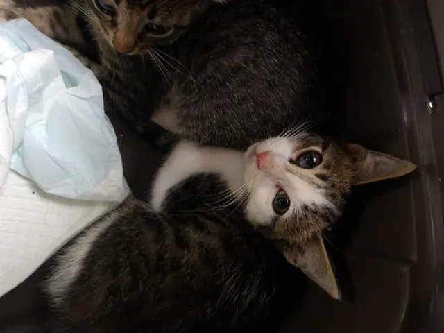 Adoptable Cat