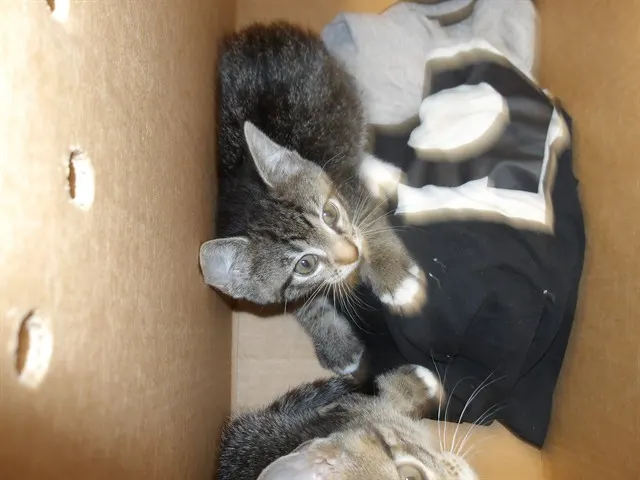 Adoptable Cat