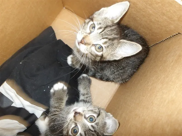 Adoptable Cat
