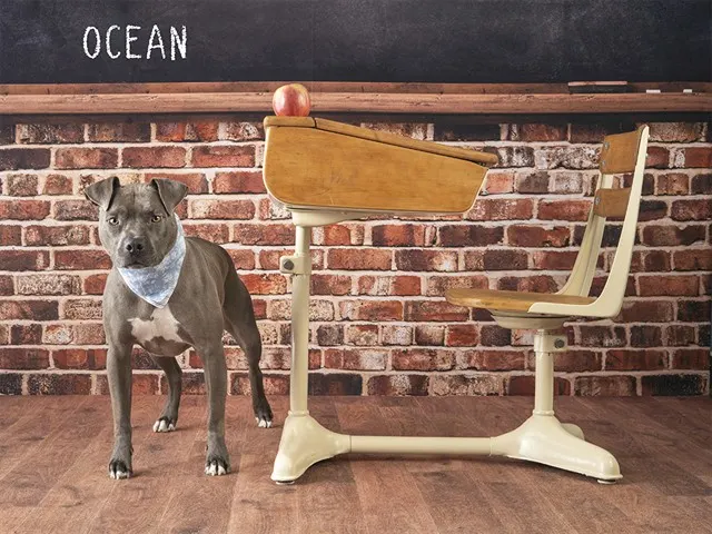 Ocean