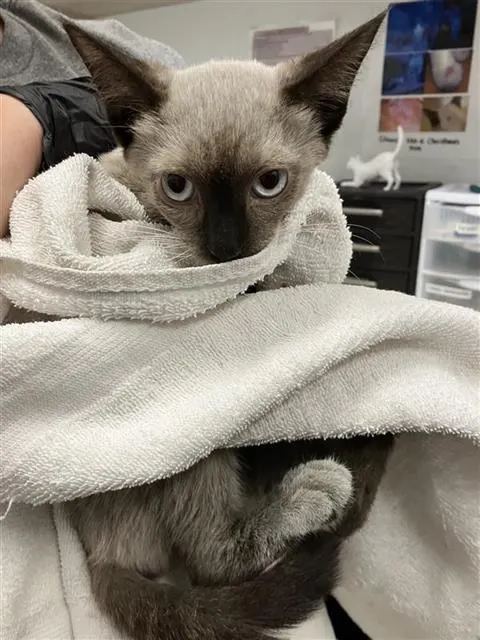 Adoptable Cat