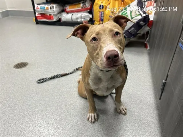 Adoptable Dog