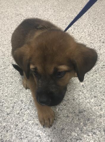 Adoptable Dog