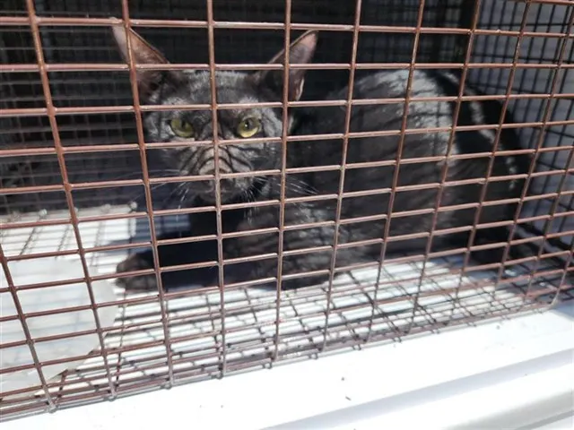 Adoptable Cat