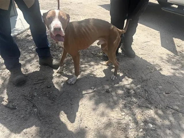 Adoptable Dog