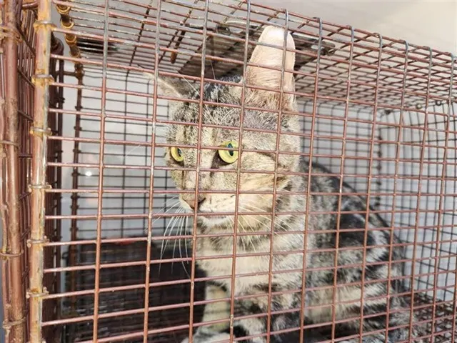 Adoptable Cat