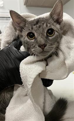 Adoptable Cat