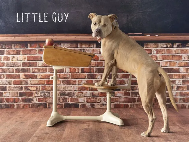 Little Guy