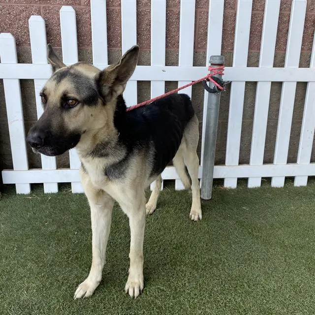 Adoptable Dog