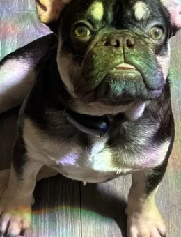 Adoptable Dog