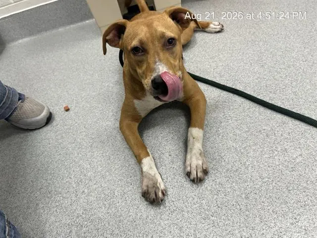 Adoptable Dog