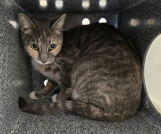Adoptable Cat