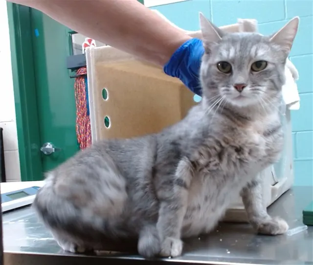 Adoptable Cat