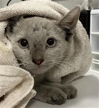 Adoptable Cat