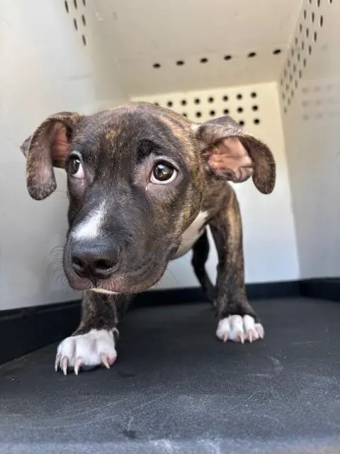Adoptable Dog