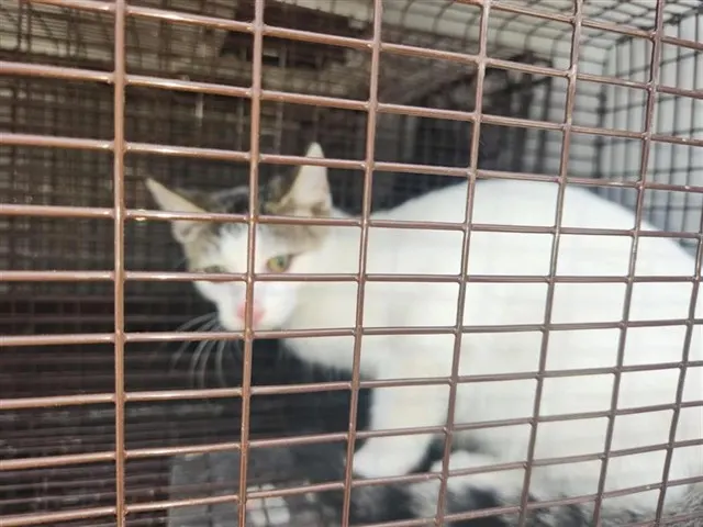 Adoptable Cat