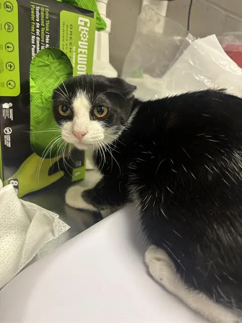 Meowevrick