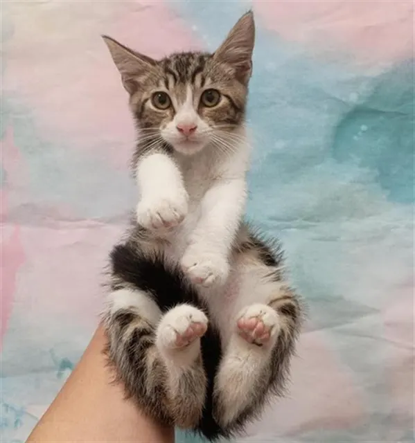 *Meowi