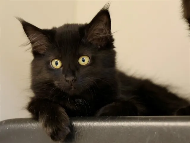 Cora