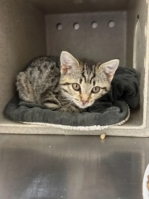 Adoptable Cat