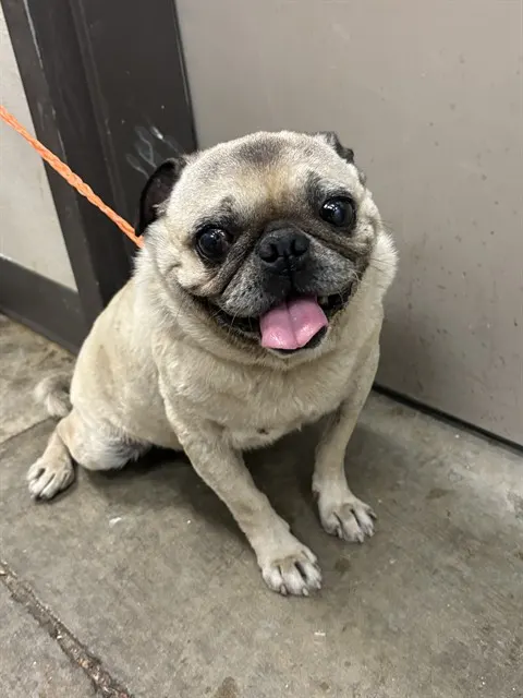 Frank