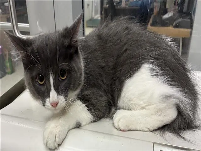 Jax