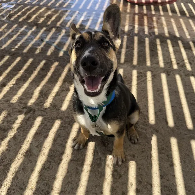 Apollo