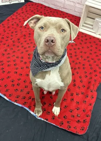 Coco