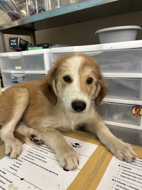 Adoptable Dog