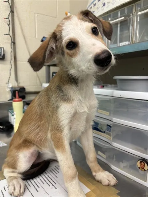 Adoptable Dog