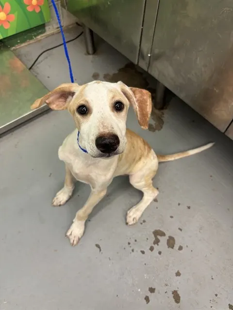 Adoptable Dog