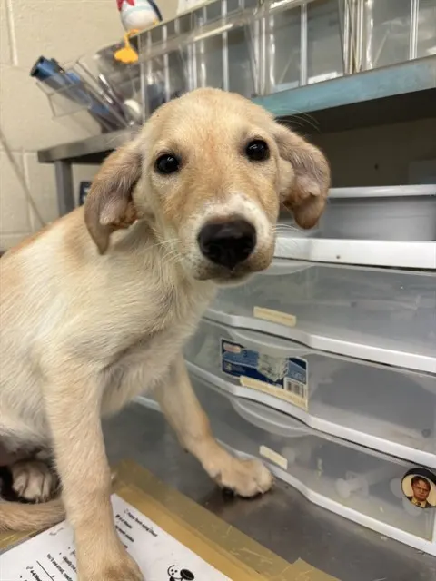Adoptable Dog
