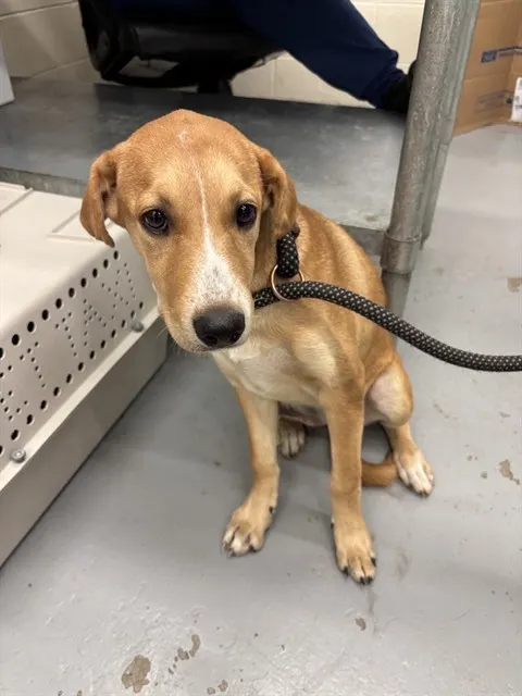 Adoptable Dog
